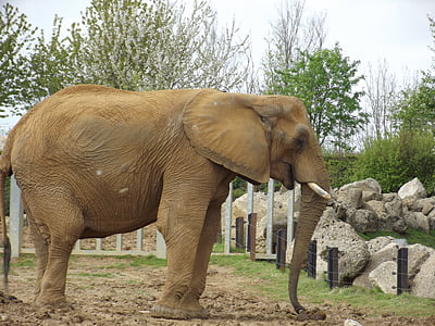 Africká, slon, volně žijící zvířata, Tusk, Zoo, kmen
