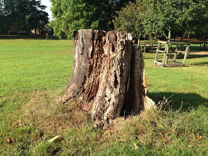 stump, trunk, tree