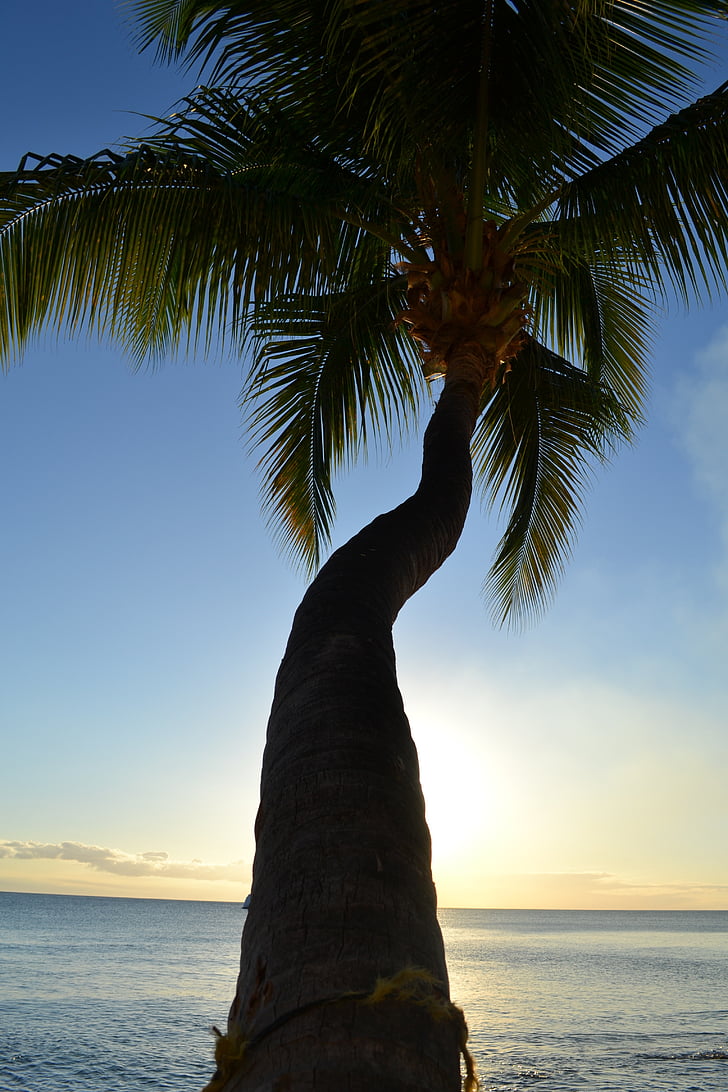 alam, matahari terbenam, kelapa, pohon, laut, Pantai, langit
