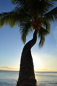 natura, tramonto, noce di cocco, albero, mare, vicino al mare, cielo