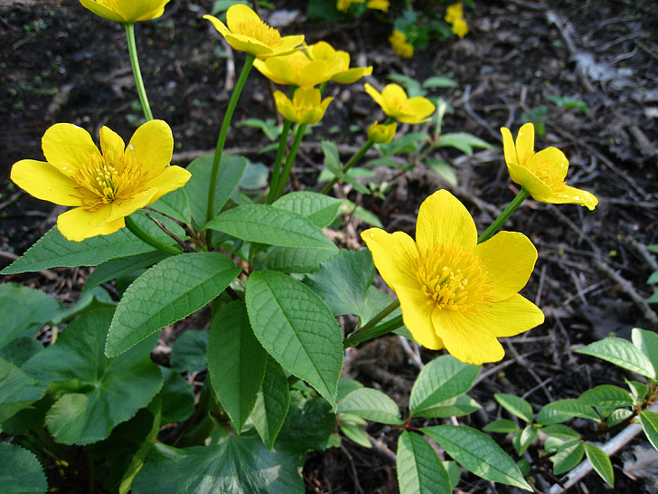 kabbeleka, λουλούδια, Κίτρινο, φύλλο, το καλοκαίρι