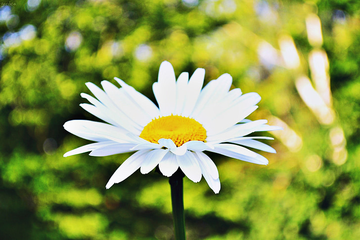 Daisy, kwiat, Latem, zbliżenie, żółty, jasne, białe stokrotki