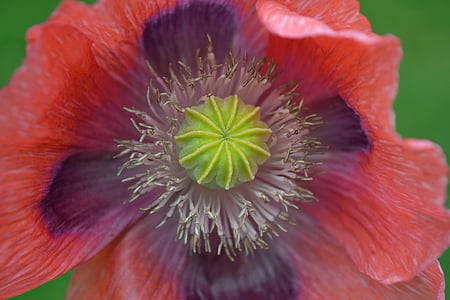 poppy, wild, red, purple, large, head, close-up