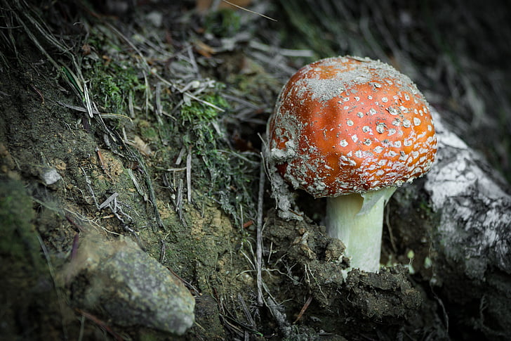 autumn, close up, fall, forest mushroom, mushrooms, nature, nature photography