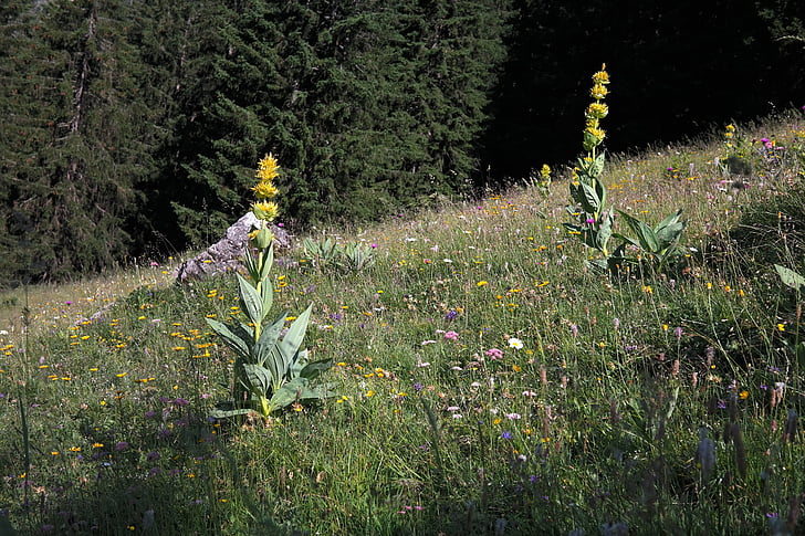 Genciana amarela, flor, flor, flor, amarelo, flor alpina, planta alpina