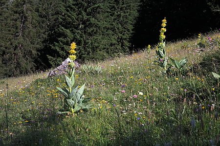 Genţiana galbenă, floare, floare, floare, galben, floare alpine, plante alpine