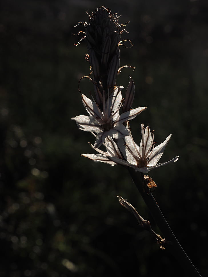 asphodel perfumado, flor, luz de volta, prata, Branco, brilhante, flor