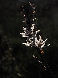 güzel kokulu asphodel, çiçek, ışık geri, Gümüş, Beyaz, parlak, çiçeği