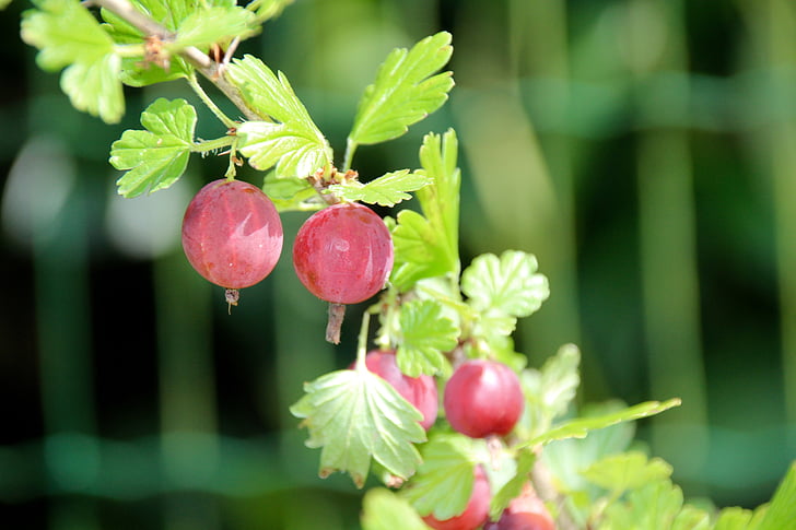 gooseberry, ribes uva-crispa, red, fruit, bush, summer, garden
