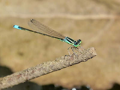Dragonfly, grønn og blå, elven, gren
