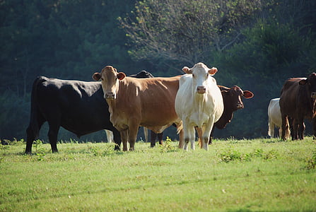 cows, animals, nature, farm, cattle, agriculture, farming