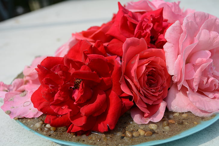 rose, flowers decorations, background
