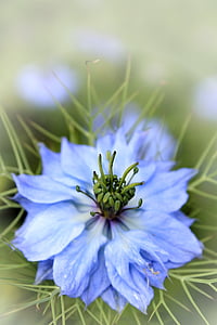 flower, blue, macro