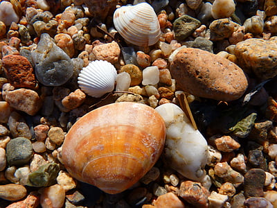 Muscheln, Strand, Sand, Steinen