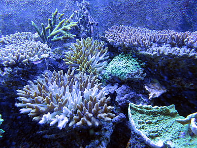 Coral, koraalrif, onderwater wezens, in de zee, schoonheid