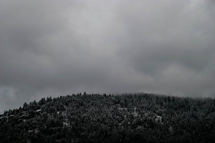 escala de grisos, fotografia, bosc, muntanya, tècnic forestal, Avet, avets