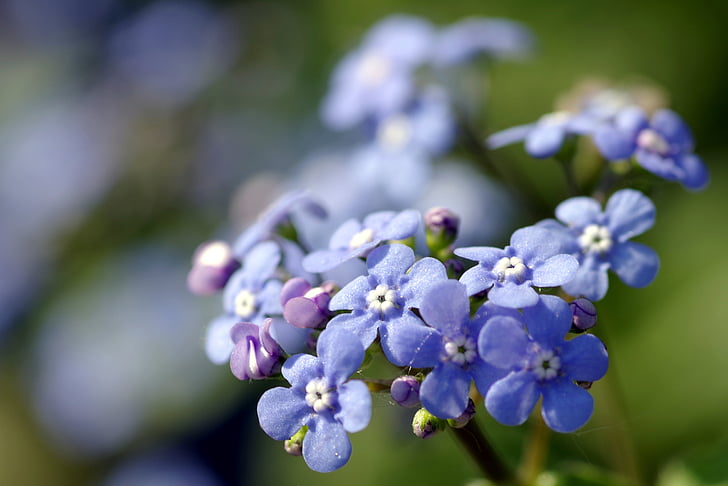 nots, blommor blå, mindre, trädgård, färgade, blommor, våren