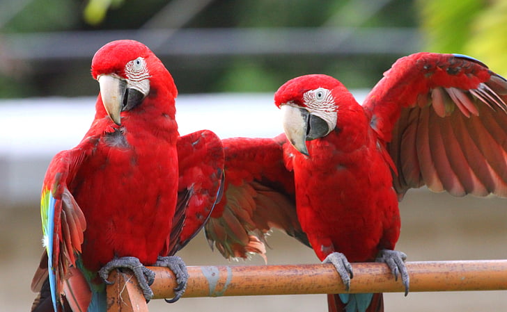 ptáci, Papoušek, tropický pták, zvíře, červená, Venezuela