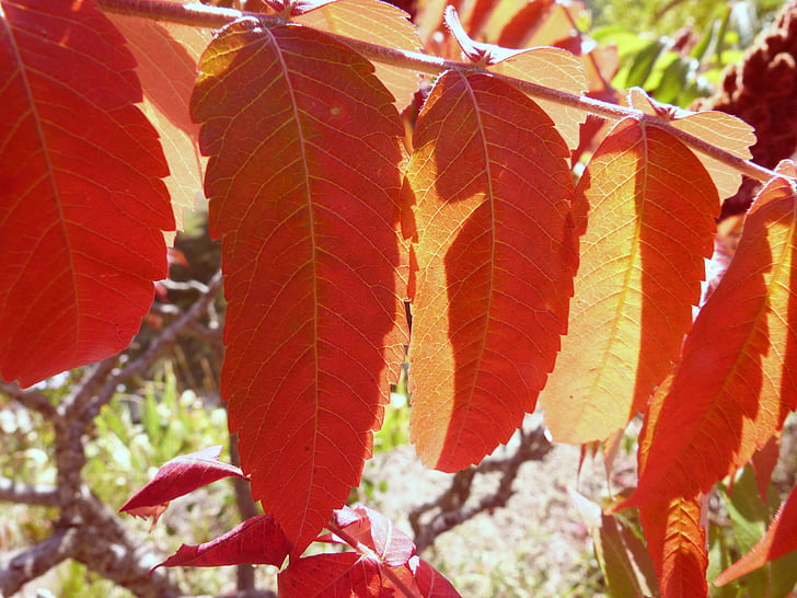 alam, daun, warna-warna cerah, kontras, cahaya dan bayangan, makro, merah