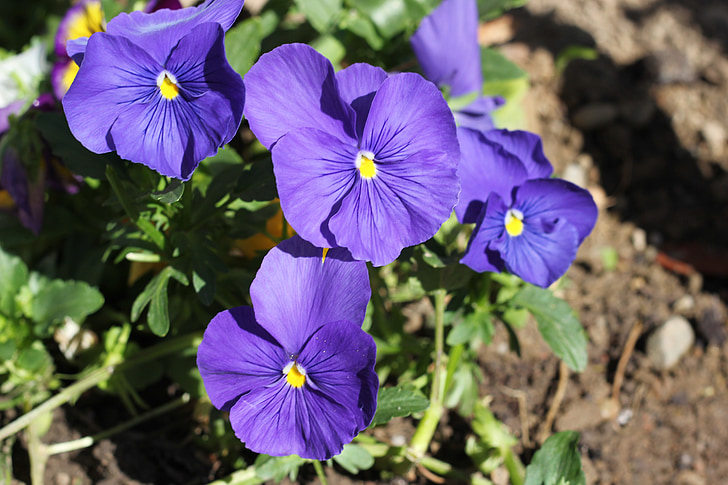 blue pansy, flower, bloom, spring, garden