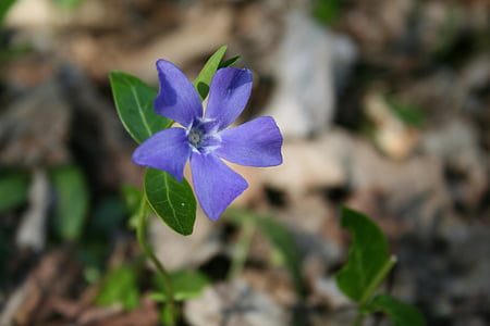 flower, purple, spring, plant, purple flower, violet, nature