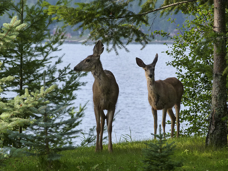 deer, animals, mammal, watching, beware, attention, lake