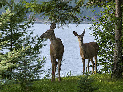 Deer, eläimet, nisäkäs, katsella, Varokaa, huomiota, Lake