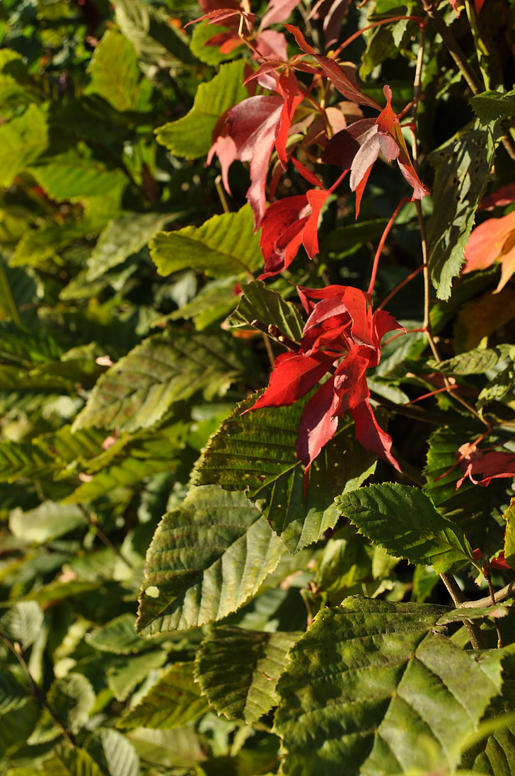 feuilles, plante, feuillage d’automne, nature, feuille, Couleur, brillant