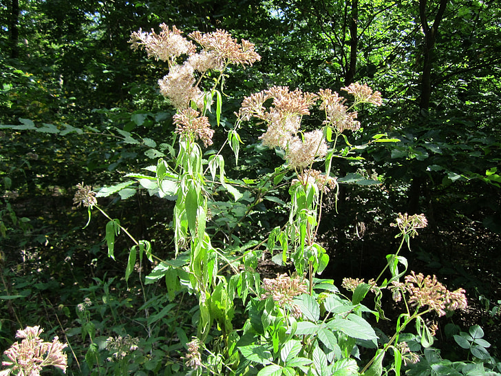 Eupatorium cannabinum, konope-Repík, Svätý lano, rastlín, botanika, Flora, Wildflower