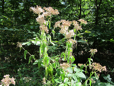 eupatorium cannabinum, hemp-agrimony, holy rope, plant, botany, flora, wildflower