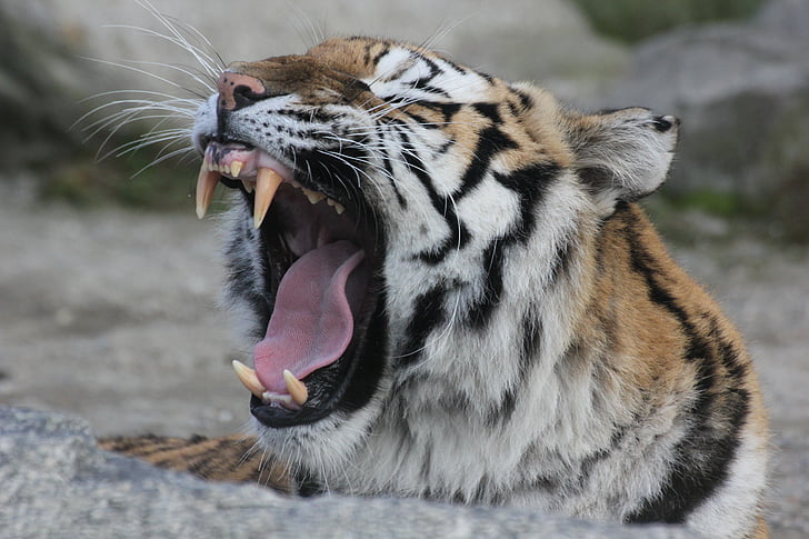 tiger, animal, relaxation, rest, roar, carnivore, wildlife