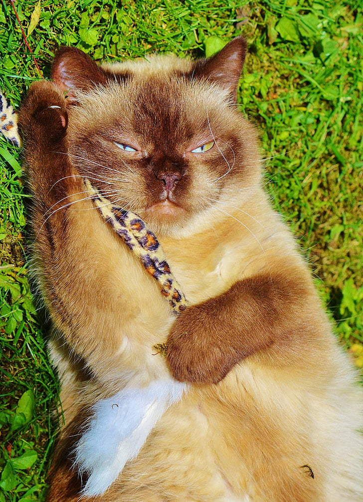 British shorthair, kaķis, spēlēt, mieze, tīrasiņu, dārgais, spalva