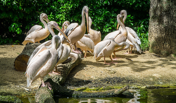 Pelikan, ogród zoologiczny, ptaki, istota, zwierząt, pióro, Bill