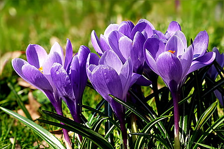 floare, Crocus, violet, primavara, violet, natura, frumusete din natura