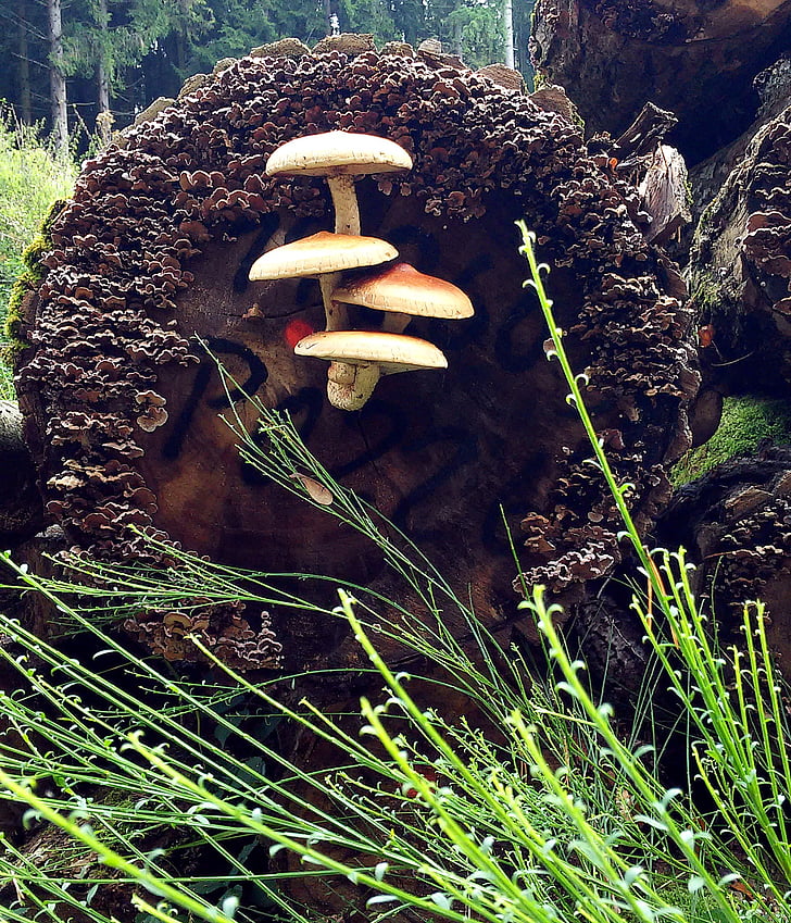 mushrooms, autumn, forest, nature, tree stump, wood, autumn mood