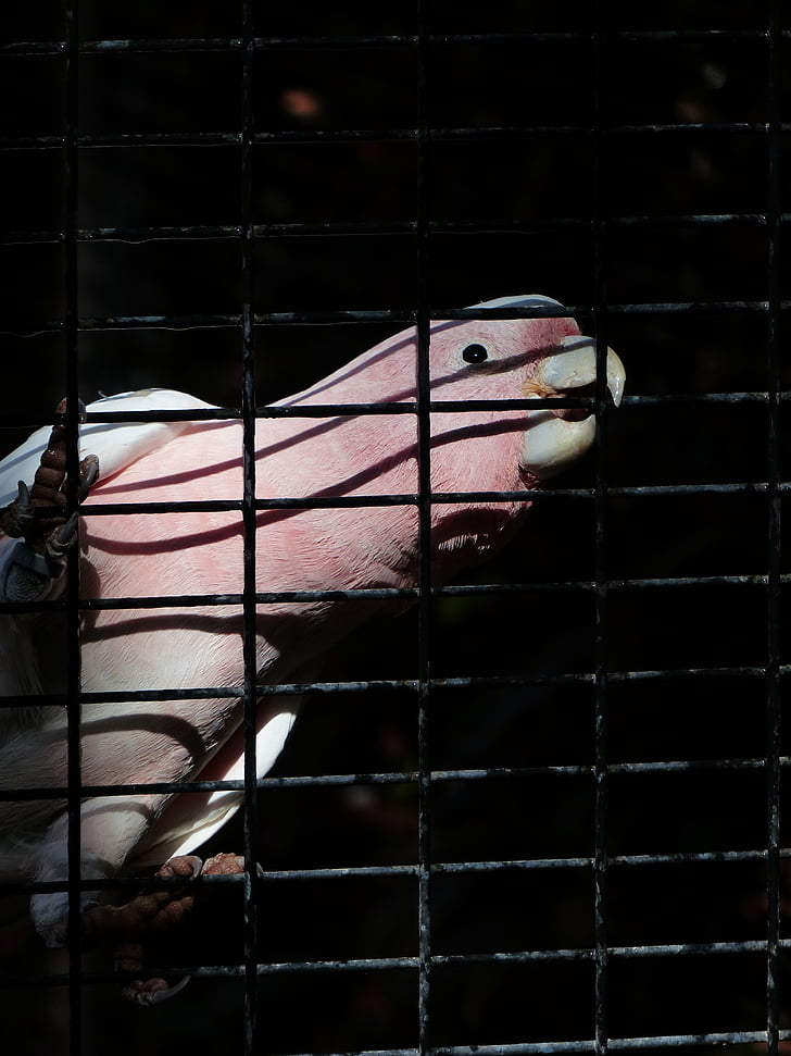 cockatoo, bird, pink, captivity, cage, grid, inca kakadu