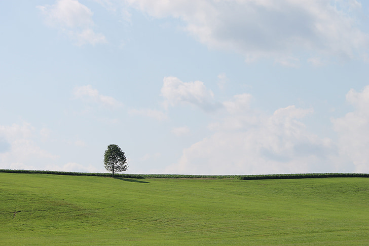tree, green, sky, nature, grass, landscape