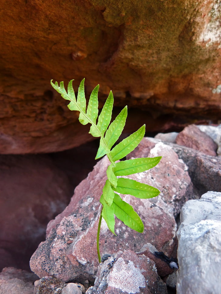 fern, rock, green and red, plant, cave