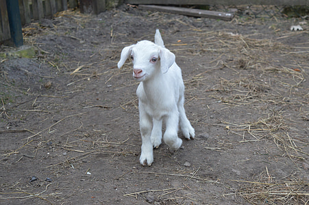 goat, kid, young animal, white, farm, animal, agriculture