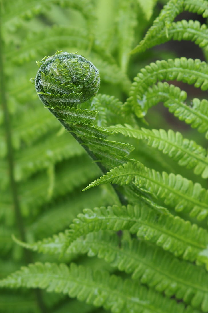 fern, curled fern, green, leaves, nature