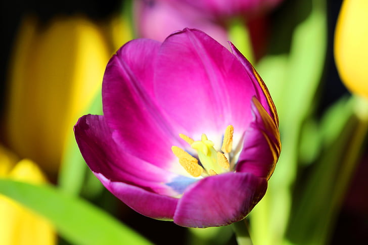 tulipano, primavera, Pasqua, fiore, viola, tempo di primavera