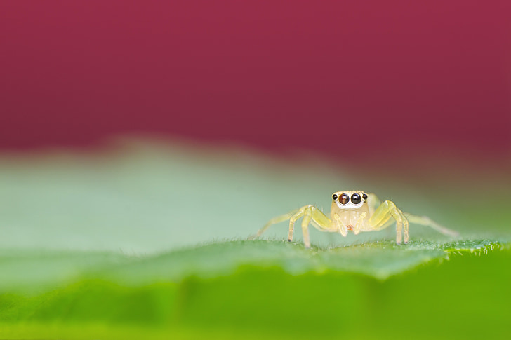 jumping spider, insect, macro, spider, nature, animal