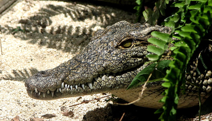 aligatorius, varliagyvių, gyvūnų, gyvūnų fotografija, detalus vaizdas, krokodilas, pavojaus