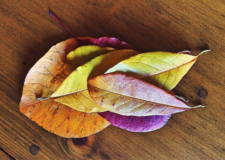 kritums, rudens, atstāj, sezonas, Leaf, rudenī lapas fons, Pateicība