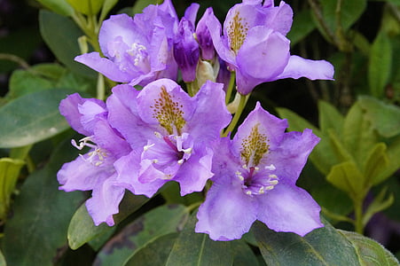 rhododendron, purple, flowers, bloom, close