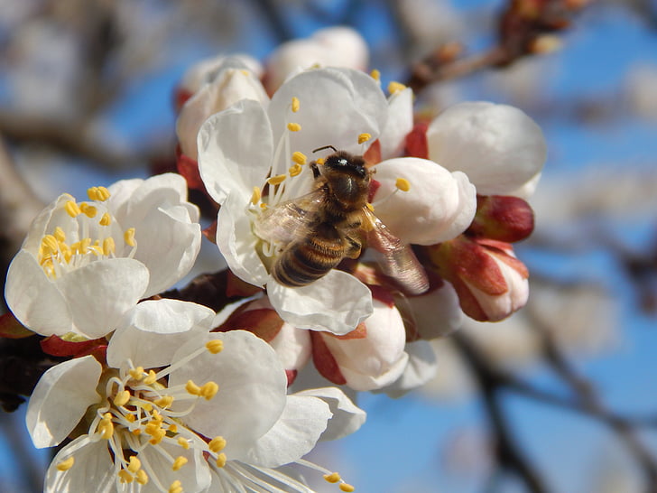 rozkvět, stromy, WASP