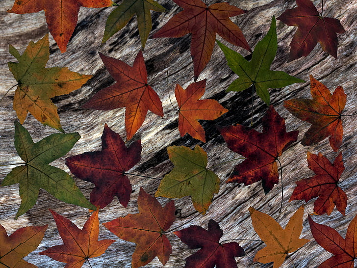 leaves, background, wood, composition, dry leaves, fall foliage, arrangement