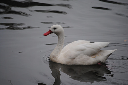 white, swan, bird, nature, water, animal, lake