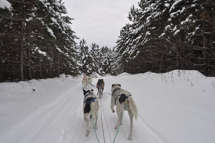 dogsled, winter, snow, forest, race, canada, dog