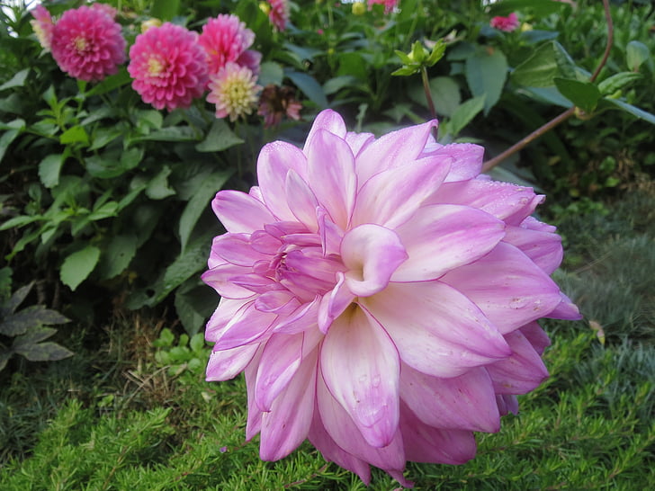 květ, květ, Bloom, závod, Zavřít, fialová, Příroda